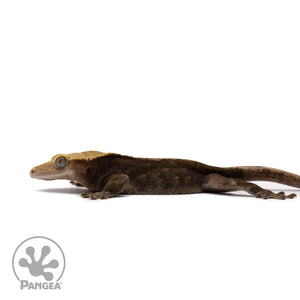 Male Dark Patternless Crested Gecko Cr-2628 facing left