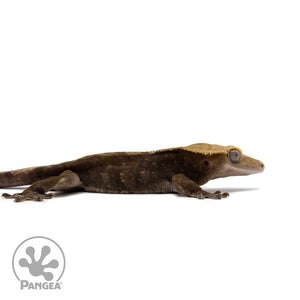 Male Dark Patternless Crested Gecko Cr-2628 facing right