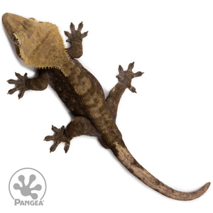 Male Dark Patternless Crested Gecko Cr-2628 from above