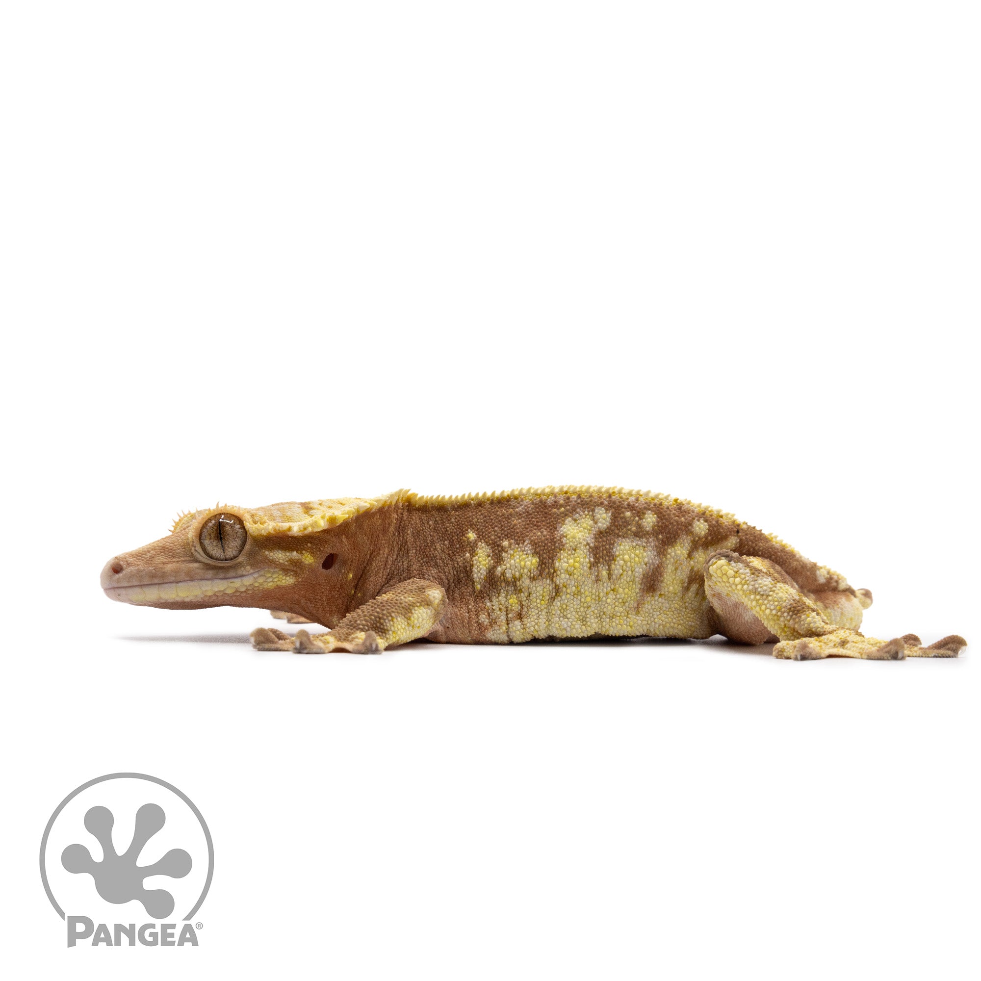 Male Red Extreme Harlequin Crested Gecko Cr-2631 facing left