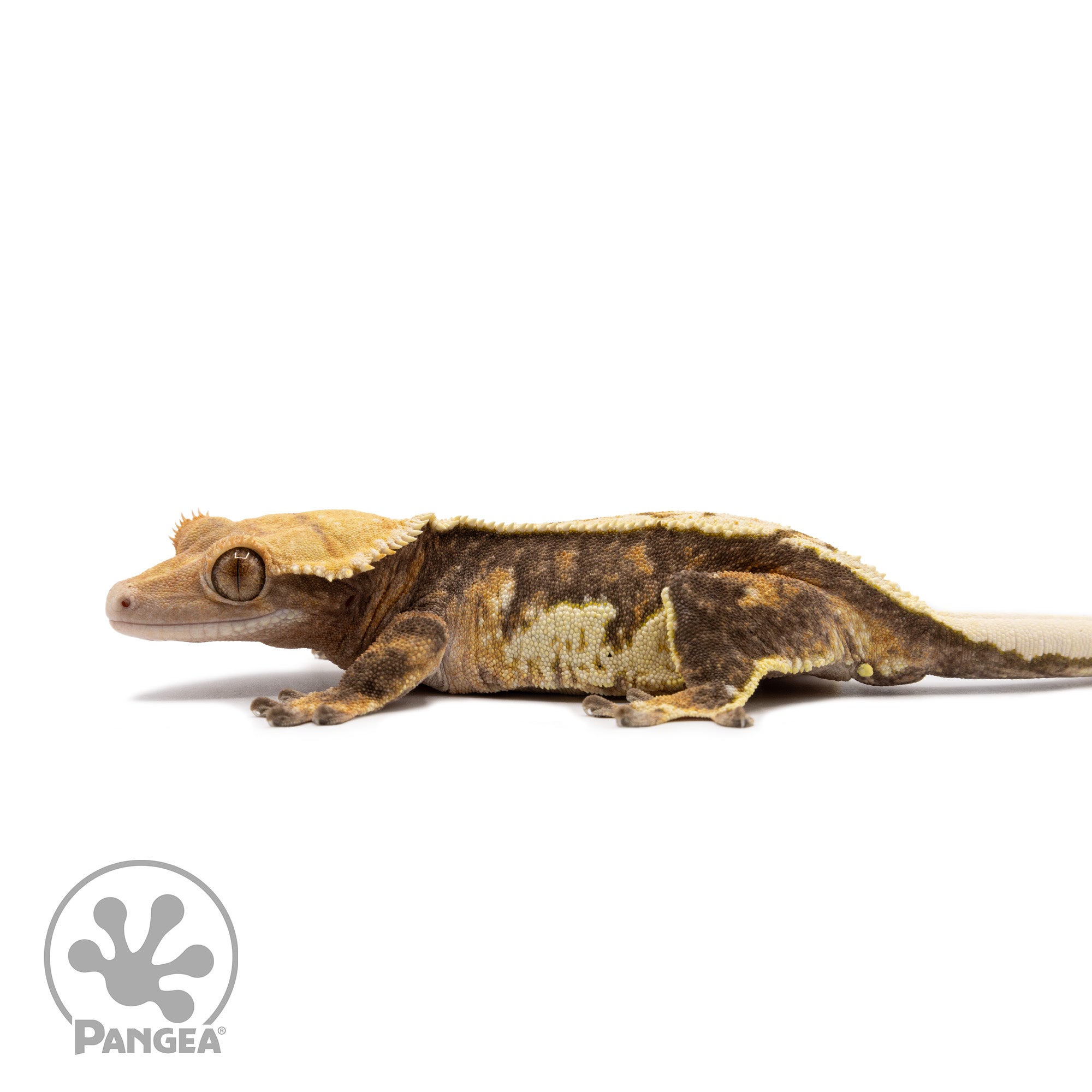 Female Tricolor Harlequin Crested Gecko Cr-2632