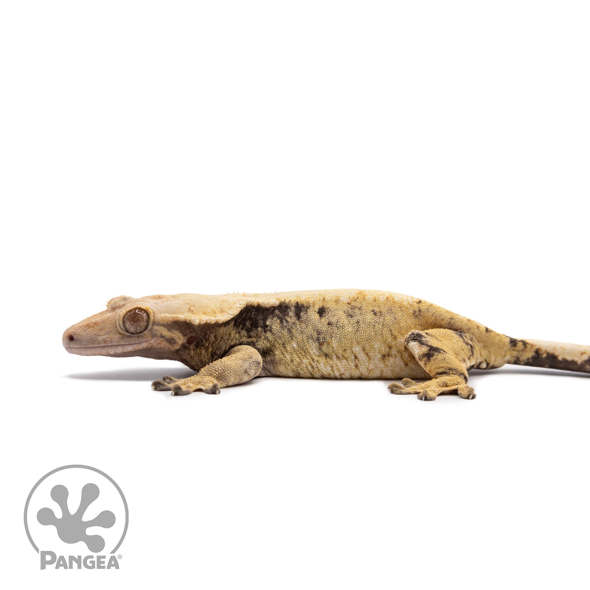 Female XXX Crested Gecko Cr-2635 facing left