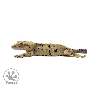 Female Ink Blot Crested Gecko Cr-2636 facing left