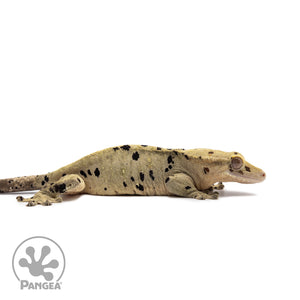 Female Ink Blot Crested Gecko Cr-2636 facing right