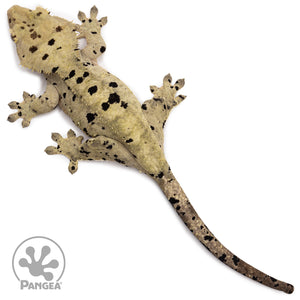 Female Ink Blot Crested Gecko Cr-2636 from above