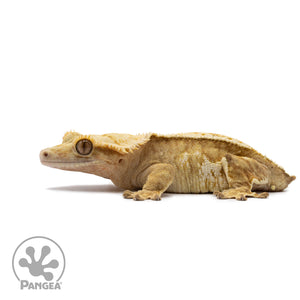 Female Yellow Partial Pinstripe Crested Gecko Cr-2637 facing left