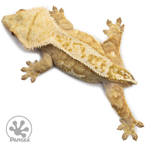 Female Yellow Partial Pinstripe Crested Gecko Cr-2637 from above