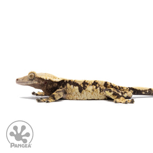 Male Tricolor XXX Crested Gecko Cr-2638 facing left