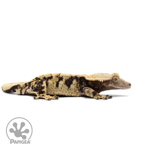 Male Tricolor XXX Crested Gecko Cr-2638 facing right