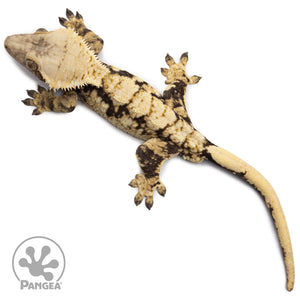 Male Tricolor XXX Crested Gecko Cr-2638 from above