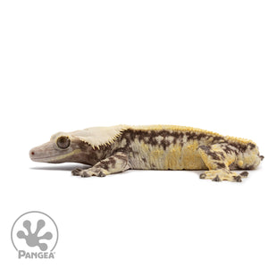 Male Tricolor Extreme Harlequin Crested Gecko Cr-2641 facing left