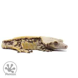 Male Tricolor Extreme Harlequin Crested Gecko Cr-2641 facing right