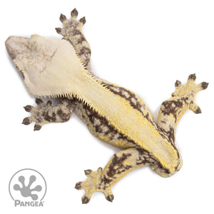 Male Tricolor Extreme Harlequin Crested Gecko Cr-2641 from above