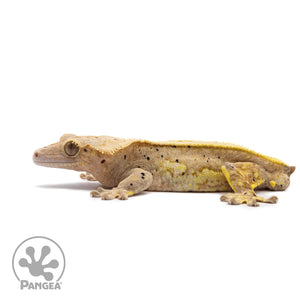 Male Pinstripe Dalmatian Crested Gecko Cr-2642 facing left