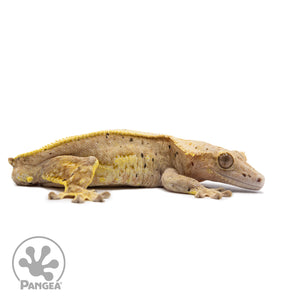 Male Pinstripe Dalmatian Crested Gecko Cr-2642 facing right