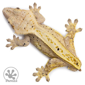 Male Pinstripe Dalmatian Crested Gecko Cr-2642 from above