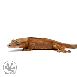 Male Red Phantom Crested Gecko Cr-2644 facing left