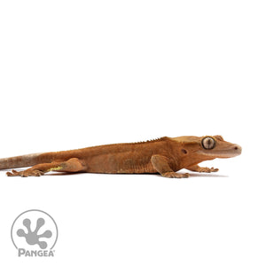 Male Red Phantom Crested Gecko Cr-2644 facing right