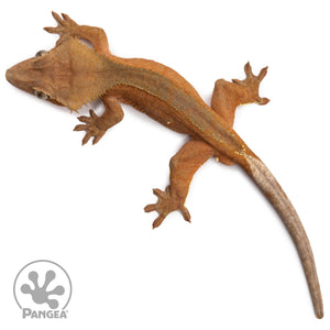 Male Red Phantom Crested Gecko Cr-2644 from above