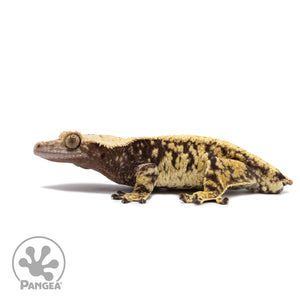 Male Extreme Harlequin Crested Gecko Cr-2646 facing left