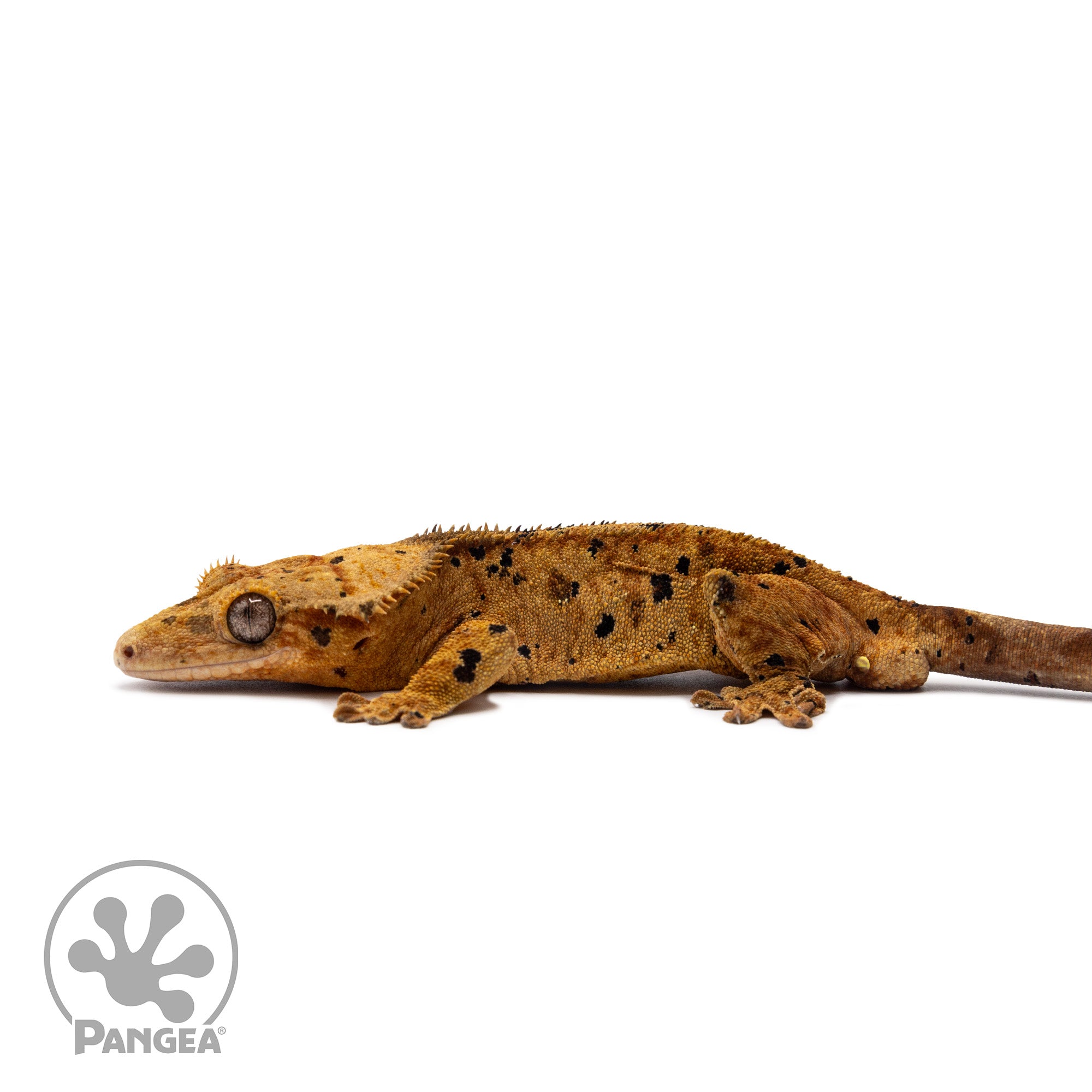 Male Red Ink Blot Crested Gecko Cr-2648 facing left