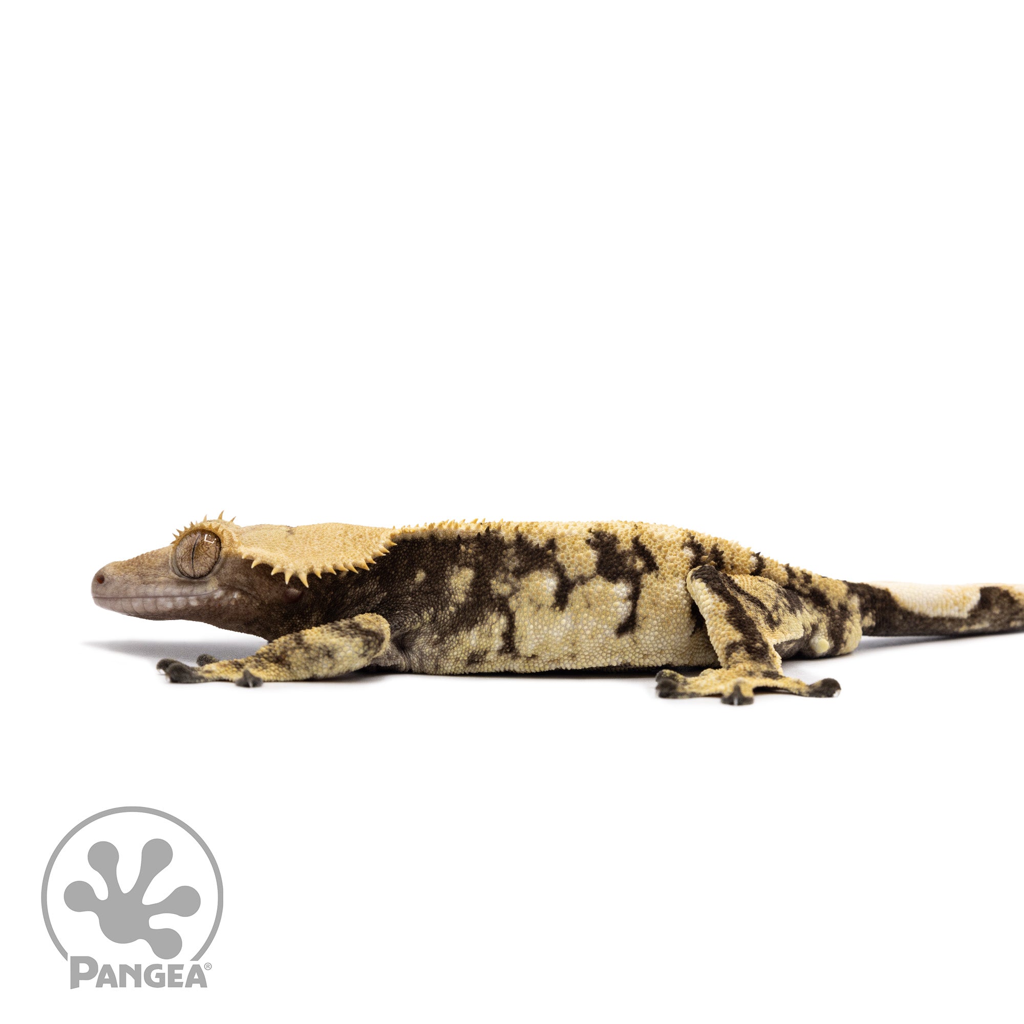 Male Extreme Harlequin Crested Gecko Cr-2649 facing left