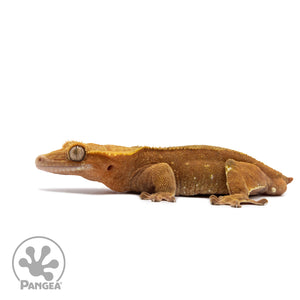 Male Red Phantom Crested Gecko Cr-2651 facing left