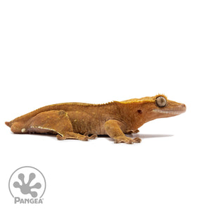 Male Red Phantom Crested Gecko Cr-2651 facing right