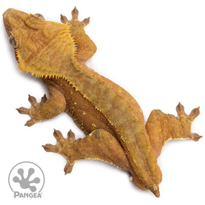 Male Red Phantom Crested Gecko Cr-2651 from above