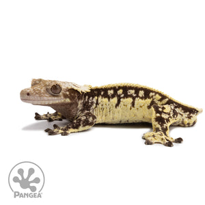 Male White Wall Crested Gecko Cr-2653 facing left