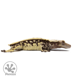 Male White Wall Crested Gecko Cr-2653 facing left