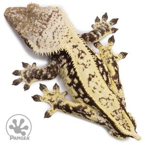 Male White Wall Crested Gecko Cr-2653 from above