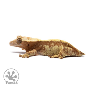 Female Red White Wall Crested Gecko Cr-2654 facing left