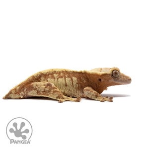 Female Red White Wall Crested Gecko Cr-2654 facing right