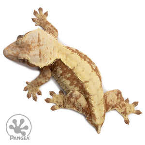 Female Red White Wall Crested Gecko Cr-2654 from above