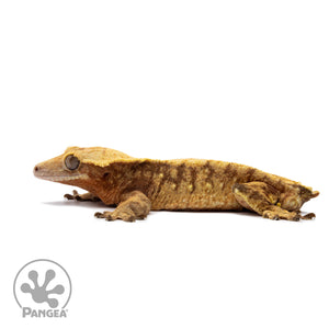 Male Red Extreme Harlequin Crested Gecko Cr-2655 facing left