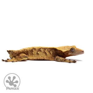 Male Red Extreme Harlequin Crested Gecko Cr-2655 facing right