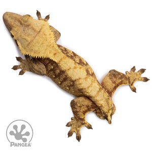 Male Red Extreme Harlequin Crested Gecko Cr-2655 from above