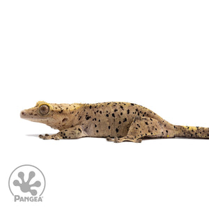 Female Super Dalmatian Crested Gecko Cr-2656 facing left