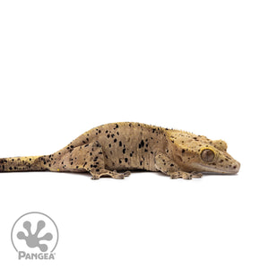 Female Super Dalmatian Crested Gecko Cr-2656 facing right