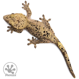 Female Super Dalmatian Crested Gecko Cr-2656 from above