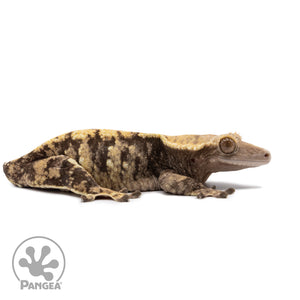 Female XXX Crested Gecko Cr-2657 facing right