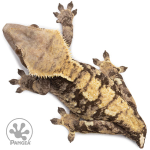 Female XXX Crested Gecko Cr-2657 from above