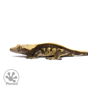 Male Pinstripe Crested Gecko Cr-2661 facing left