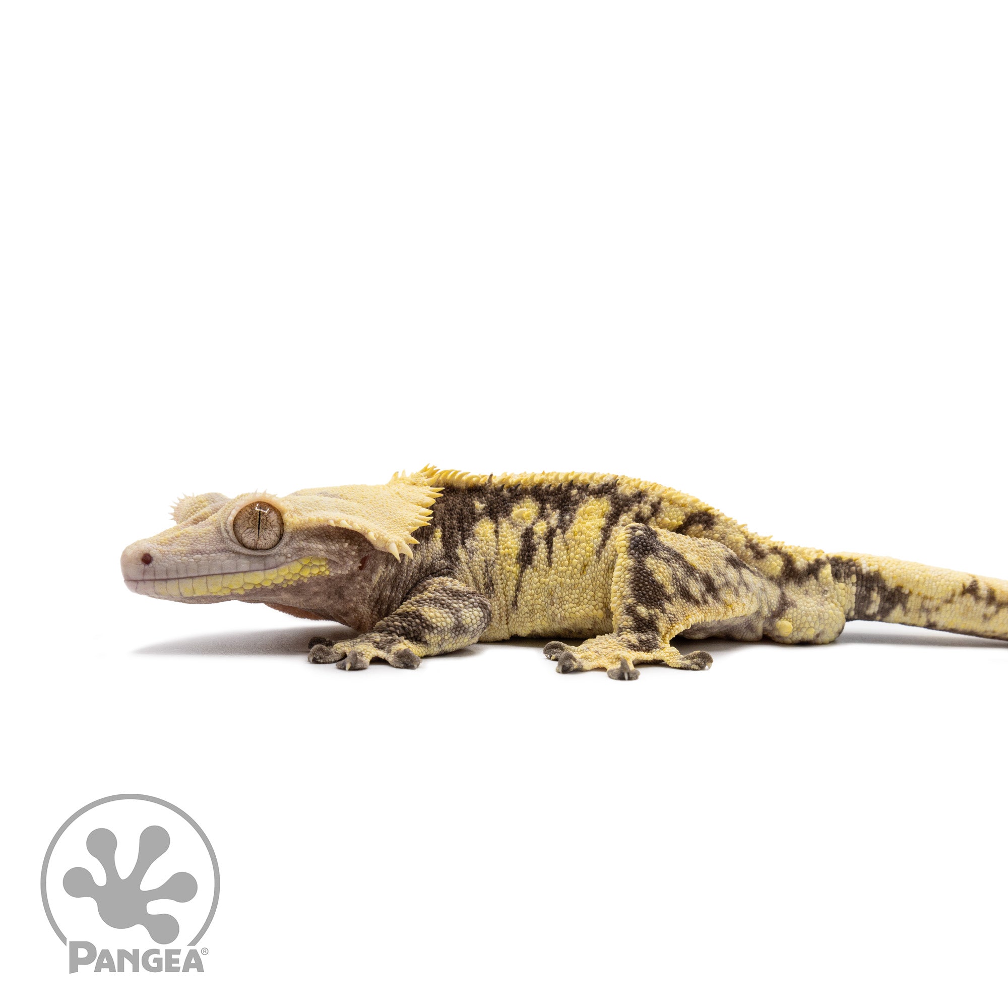 Male Extreme Harlequin Crested Gecko Cr-2663 facing left