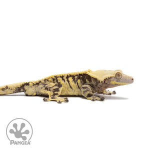 Male Extreme Harlequin Crested Gecko Cr-2663 facing right