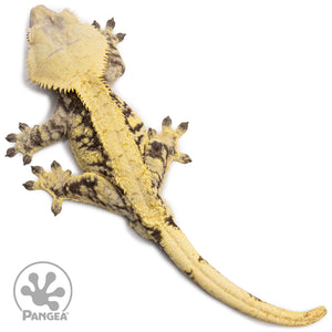 Male Extreme Harlequin Crested Gecko Cr-2663 from above