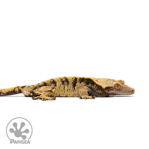 Male XXX Crested Gecko Cr-2664