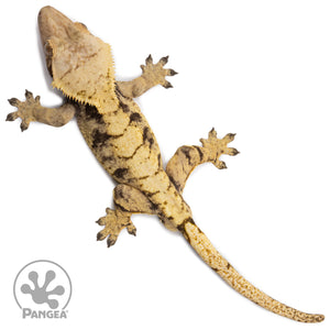 Male XXX Crested Gecko Cr-2664