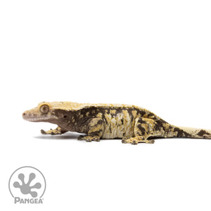 Female Tricolor Extreme Harlequin Crested Gecko Cr-2665